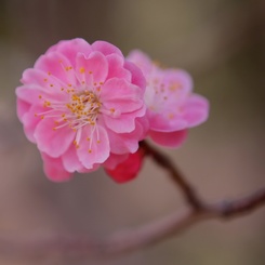 恋する季節　〜紅梅