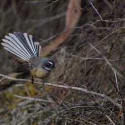 NZ fantail 1