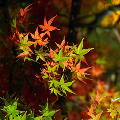 香嵐渓の紅葉