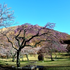 桜~feat.大室山～