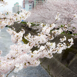 生田川と桜