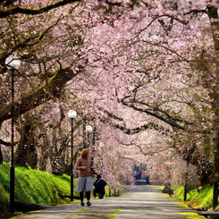 桜道