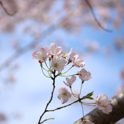土手の桜⑤