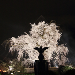祇園の夜桜