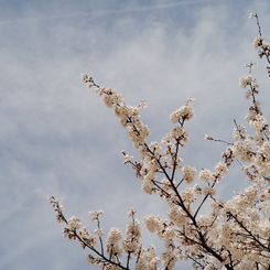 八浜桜