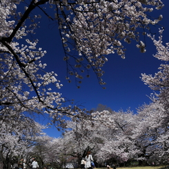 花見日和