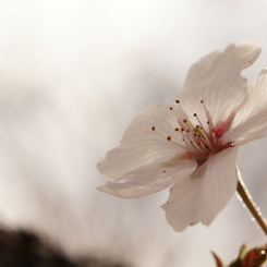 一輪の桜