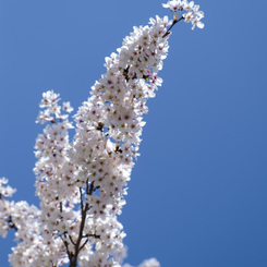 桜満開の宴