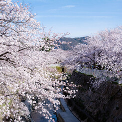 妙法寺川と桜