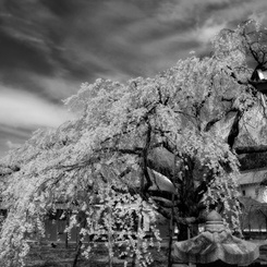 醍醐寺の銘木