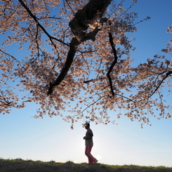 桜降る