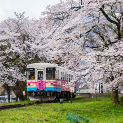 桜鉄＊*