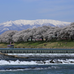 陽春の水辺