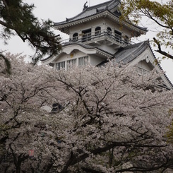豊公園の桜