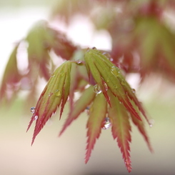 庭の鉢植えのモミジ