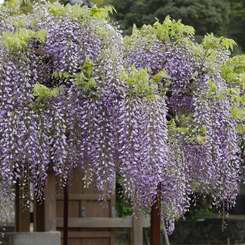 フジの花