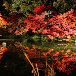 紅葉ライトアップ水鏡2013-③