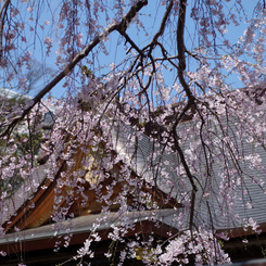 天満宮の桜