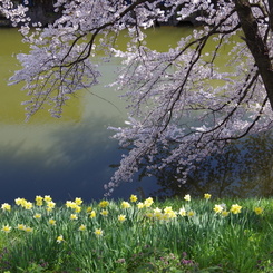 お堀の桜-1