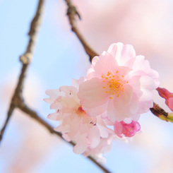 淑やかに桜