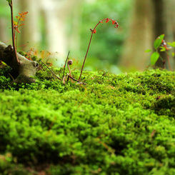 苔の中に住む者