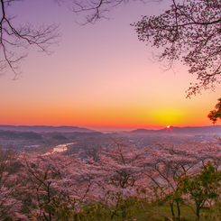 太陽の芽　