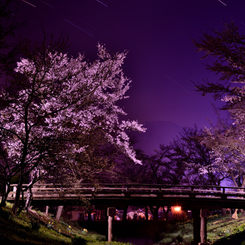 新名庄川、桜と富士