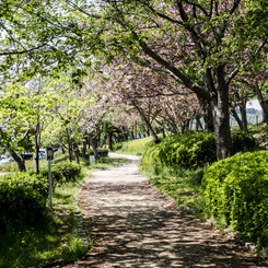 公園の道