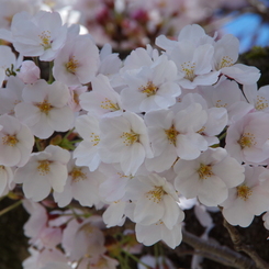 桜色・いろいろ2