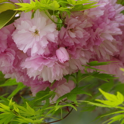桜色・いろいろ31