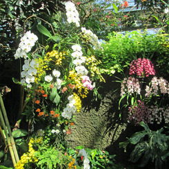 牧野植物園