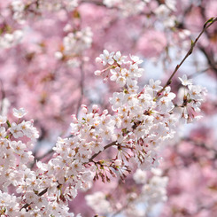 sakura2014_13