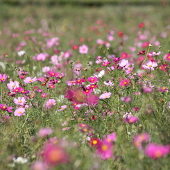 秋桜