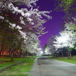 夜の桜並木