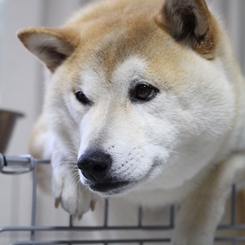 毎度毎度の写真です・・・③　僕の独り言。