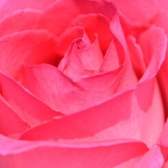 薔薇 エスメラルダ