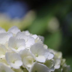 白い紫陽花もいいね②