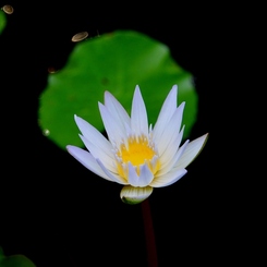 Water lily　～睡蓮～