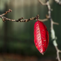 紅葉01
