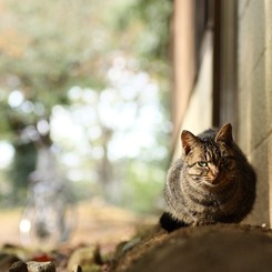 奈良公園の茶トラ猫