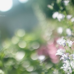 Shining flowers