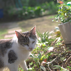 ②さよなら、ノラ猫　～　にらむなよ　　115