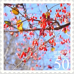 花切手＜2011-42＞＊サンシュユの実
