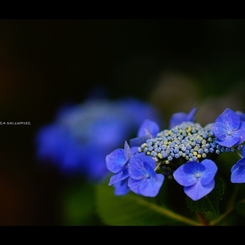 紫陽花9