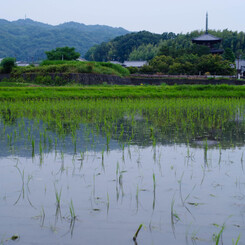 ６月の法輪寺