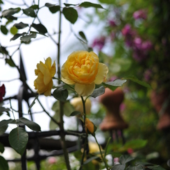 薔薇①