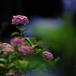 長谷寺の紫陽花