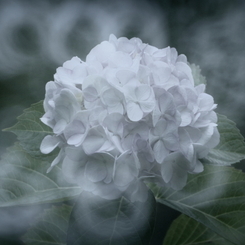 ここに花あり　cinq