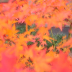 逢瀬の紅