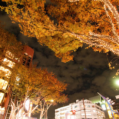 表参道、イルミネーションと紅葉